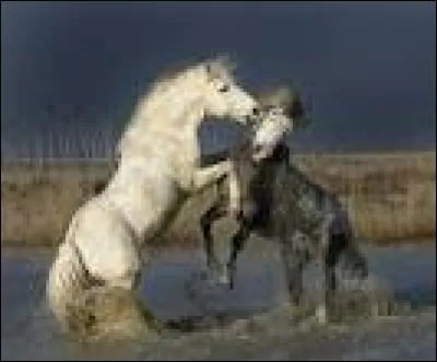 La muserolle passant sous les canons du mors est :