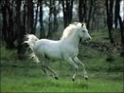 Qu'est-ce qu'une liste ?