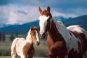 Quiz Galop 3