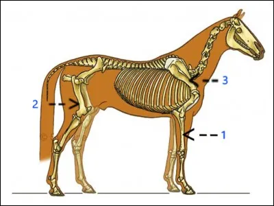 Comment ce nomme ces muscles ?
(1 reponse attendue)