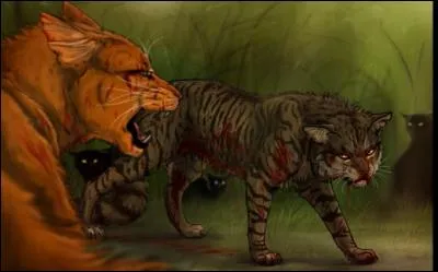 Combien Étoile Du Tigre a-t-il eu de compagnes ?