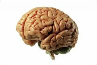 Les êtres humains n'utilisent que 10 % de leur cerveau.