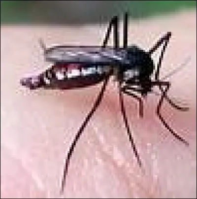 La citronnelle fait fuir les moustiques.