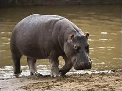 Le lait des hippopotames est rose.