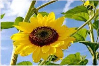 Les tournesols en fleur suivent le mouvement du soleil au cours de la journée.