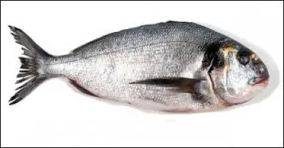 Comment s'appelle ce poisson ?