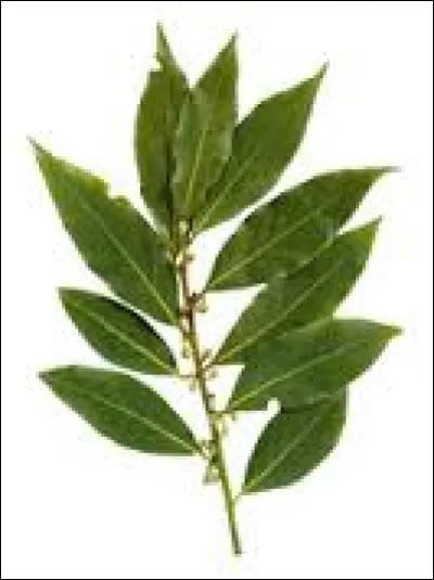 Comment s'appelle cette plante aromatique ?
