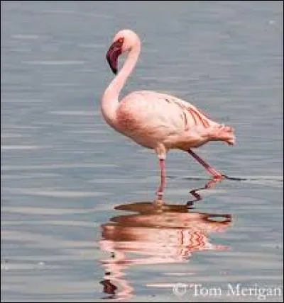 Quel est cet animal ?