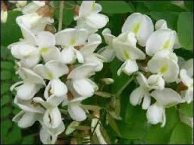 A quel arbre appartiennent ces fleurs ?