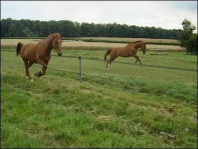 Quelle est la couleur de la robe de ces chevaux ?