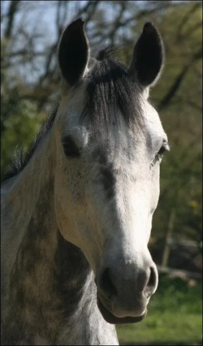 Quelle est la couleur de cette jument ?