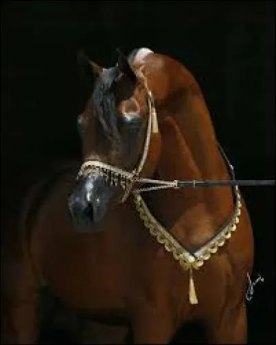 Quelle est la race de ce cheval ?