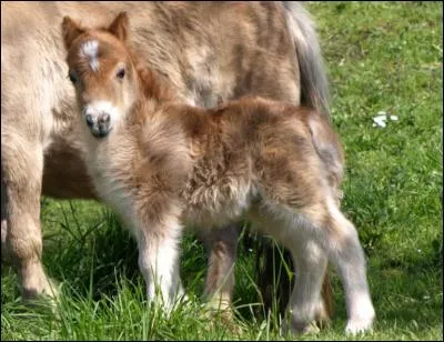 Quelle est la race de ce poulain ?