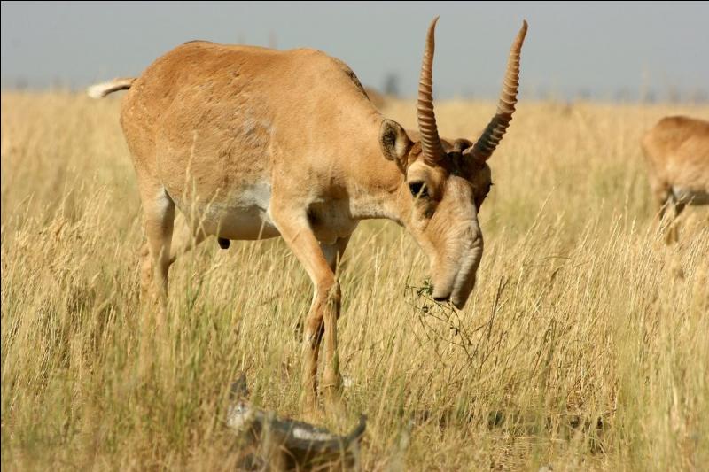 Sur quel continent vit l'antilope saïga ?