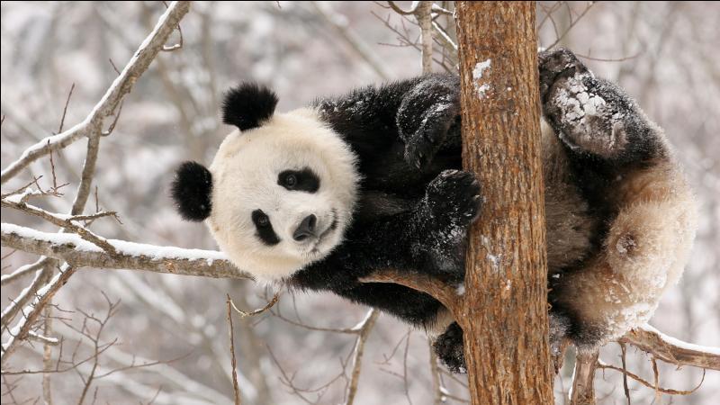Quelle est la longévité du panda géant ?