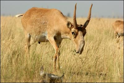 Sur quel continent vit l'antilope saïga ?