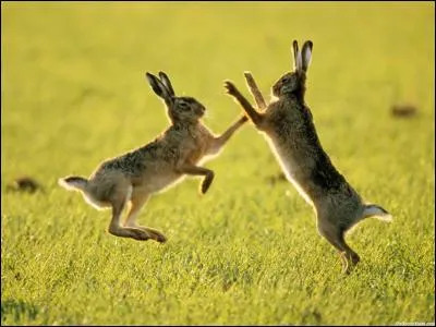 Quelle est la vitesse du li&egrave;vre ?