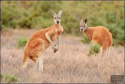 Lequel de ces mammif&egrave;res n'est pas un marsupial ?