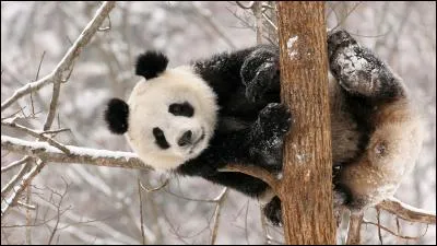 Quelle est la long&eacute;vit&eacute; du panda g&eacute;ant ?