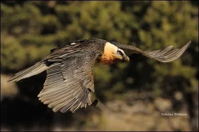 D'après vous, quel est l'oiseau le plus rapide en vol ?