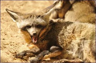 À quelle famille appartient l'otocyon ?