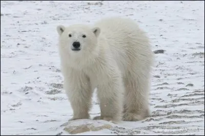 Quel est le poids moyen d'un ours polaire ?