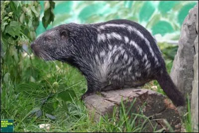 Quel est le rongeur le plus gros d'Amérique du Sud ?