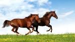 Quiz Galop 4