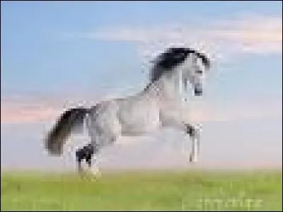 Au trot enlevé, je dois m'assoir puis me relever en alternance.