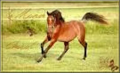 Dans un manège, à allure identique, la priorité est donnée :