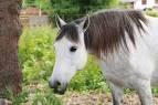 Quiz Galop 1