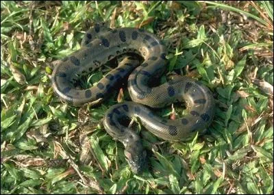 Monsieur et madame Conda ont une fille, comment s'appelle-t-elle ?