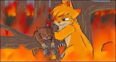 Qui est le chat brun tigré sur l'arbre ?