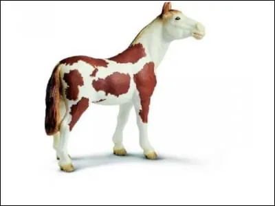 Quelle est la race de ce cheval rare ?
