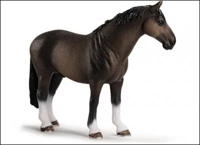 Quelle est la race de ce cheval bai ?