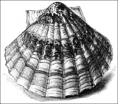 Des quatre routes (chemins) qui vont à St Jacques de Compostelle. Une part du Puy-en-Velay. Dans quel département se trouve cette ville ?