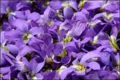Existe-t-il un parfum à base de violettes ?