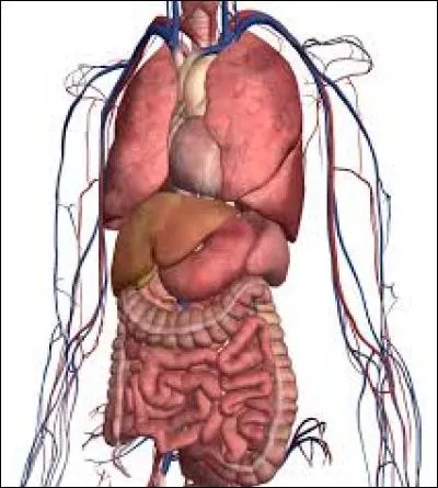 Existe-t-il un parfum à base d'organes humains ?