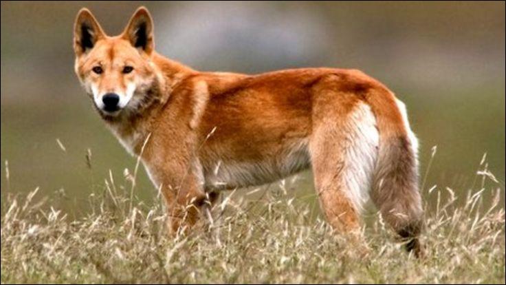 quel animal est dingo
