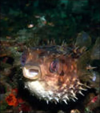 Quelle est cette sorte de poissons ?