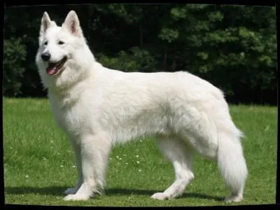 Quelle est cette race de chiens ?