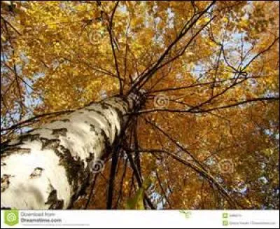 Et si vous avez une main charitable près de vous, faites-vous masser avec de l'huile de bouleau jaune mélangée à de l'huile d'amande douce. Quel en sera le bienfait ?