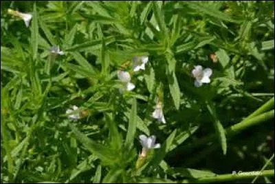 De quoi la gratiole va-t-elle vous débarrasser ?