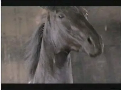 Qui est ce cheval ?