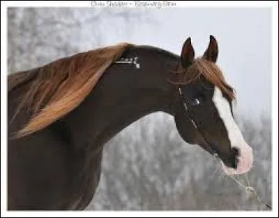 Quelle est la robe de ce cheval ?