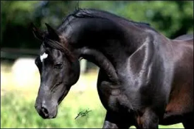 Quelle est la marque en tête de ce cheval ?