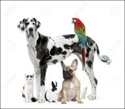 Pouvons-nous posséder des animaux ?