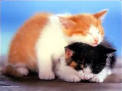 Pour finir, comment appelle-t-on un chat castr&eacute; ?