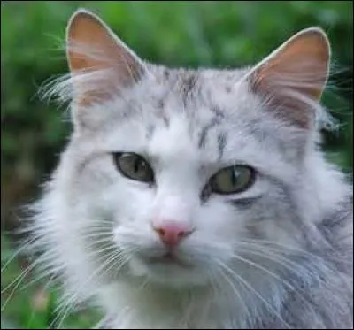 Les m&acirc;les ont toujours un pelage d'une ou deux couleurs, mais jamais trois.