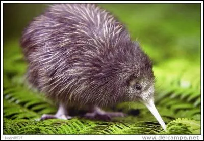 Lequel de ces fruits porte le même nom qu'un petit oiseau ?